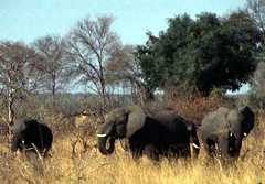 Afrika-Sd: Botswana - Elefantenherde 